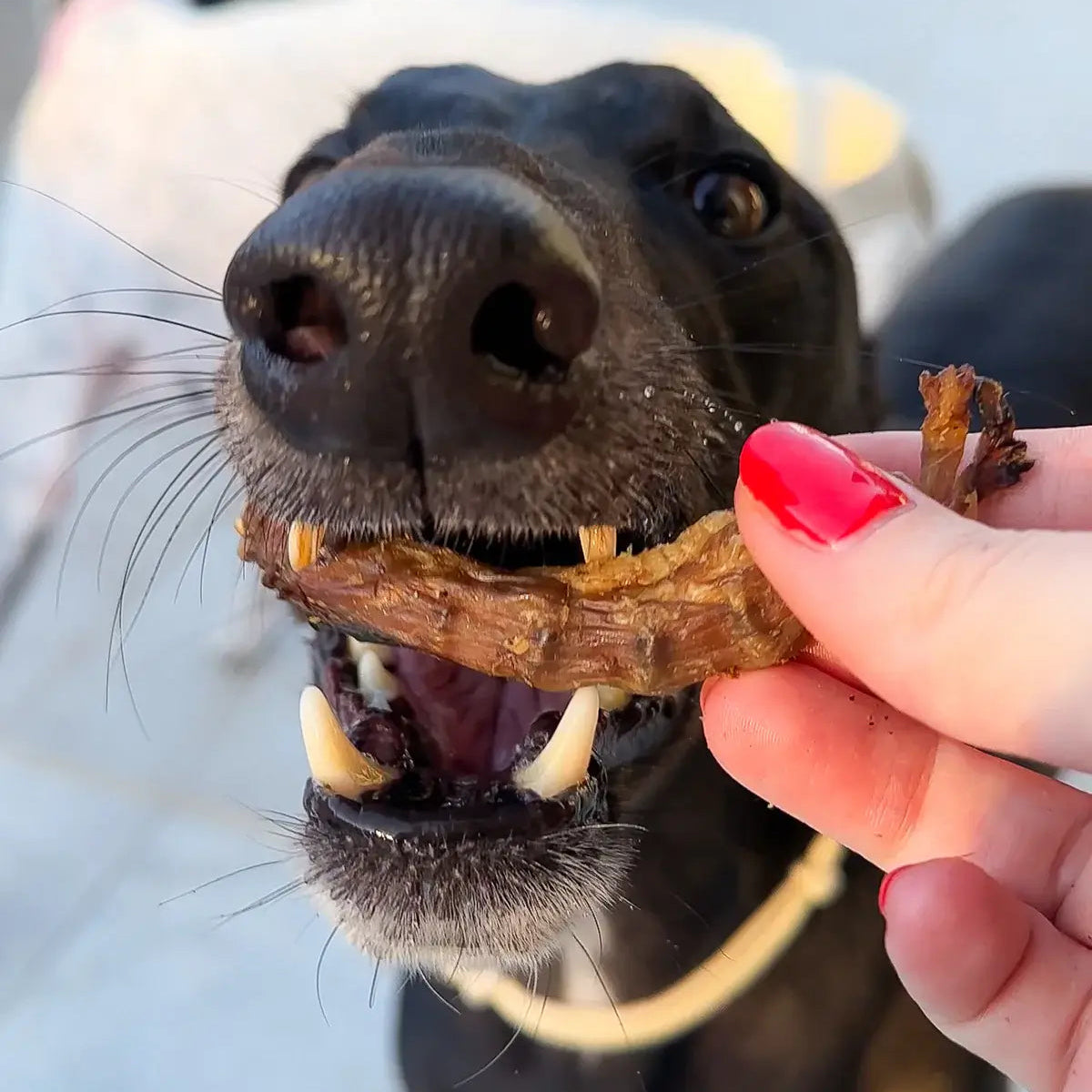 chien qui mange un cou de poulet