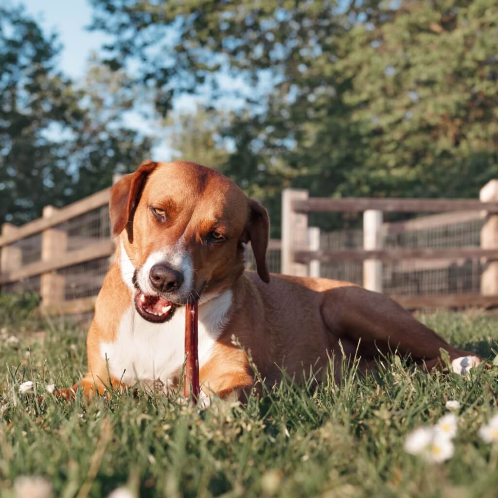 chien mange nerf de boeuf