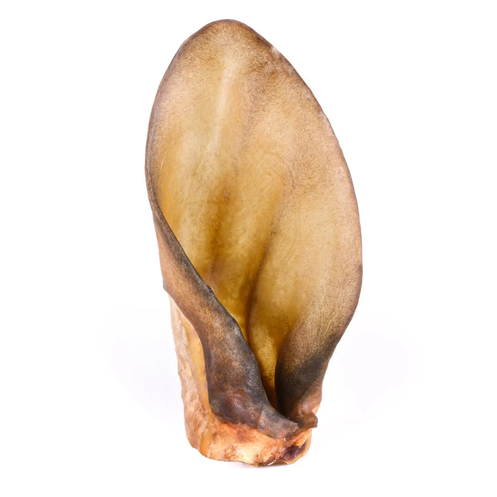 oreille de boeuf sans poils pour chiens