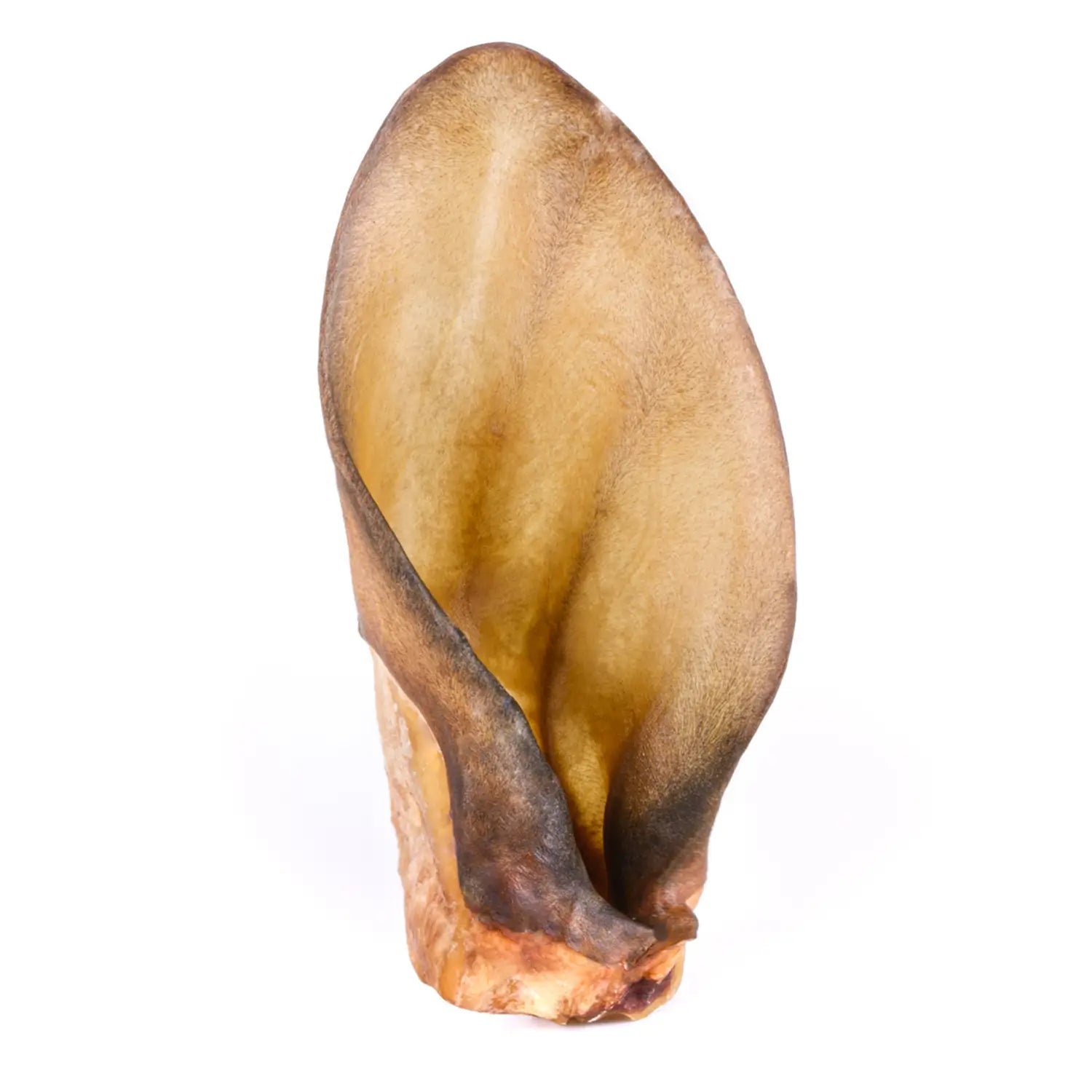 oreille de boeuf sans poils pour chiens