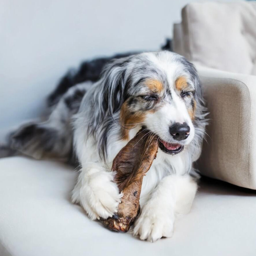 chien mange oreille de boeuf sans poils