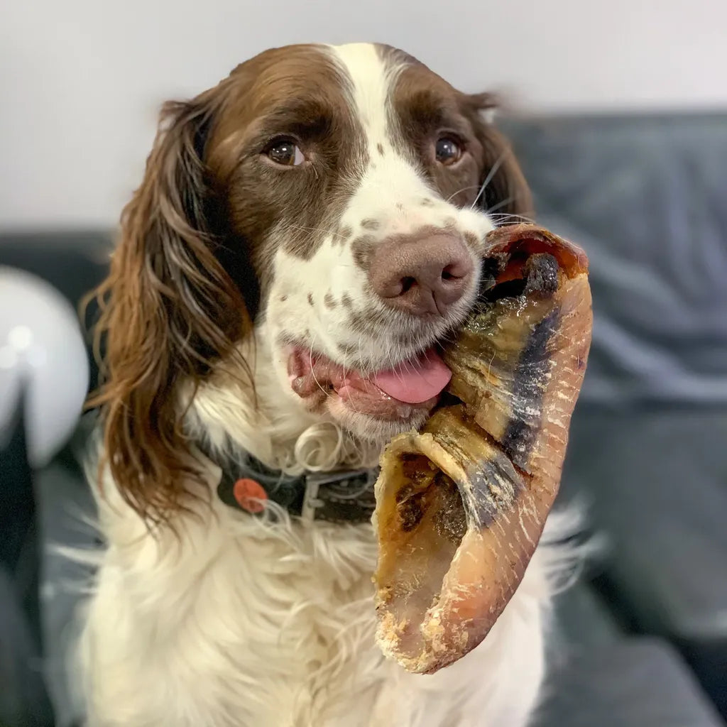 chien en train de manger sabot de boeuf