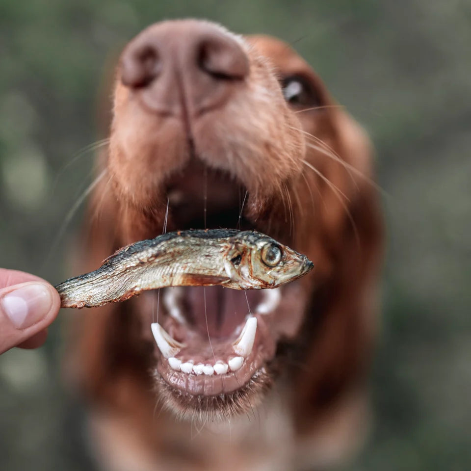 chien mange sprats 